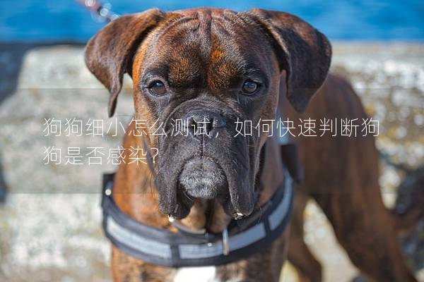 狗狗细小怎么测试，如何快速判断狗狗是否感染？
