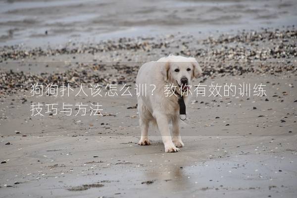 狗狗扑人该怎么训？教你有效的训练技巧与方法