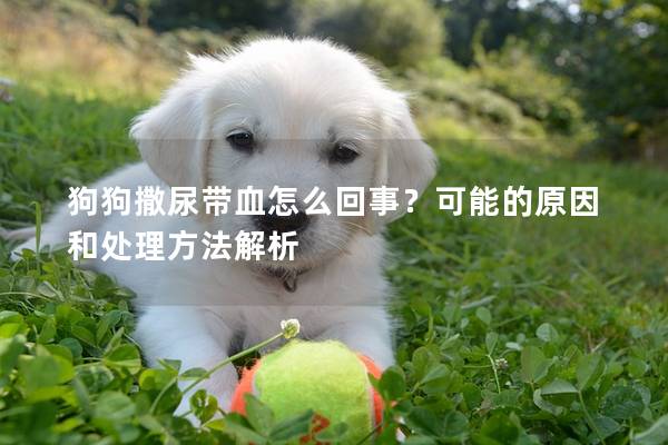 狗狗撒尿带血怎么回事？可能的原因和处理方法解析