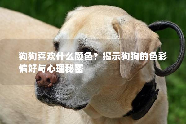 狗狗喜欢什么颜色？揭示狗狗的色彩偏好与心理秘密