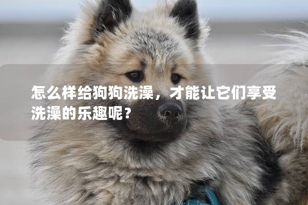 怎么样给狗狗洗澡，才能让它们享受洗澡的乐趣呢？