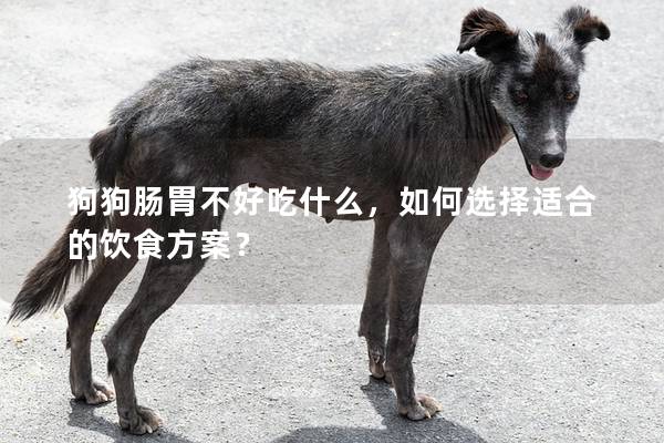 狗狗肠胃不好吃什么，如何选择适合的饮食方案？
