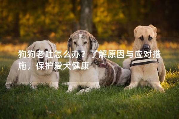 狗狗老吐怎么办？了解原因与应对措施，保护爱犬健康
