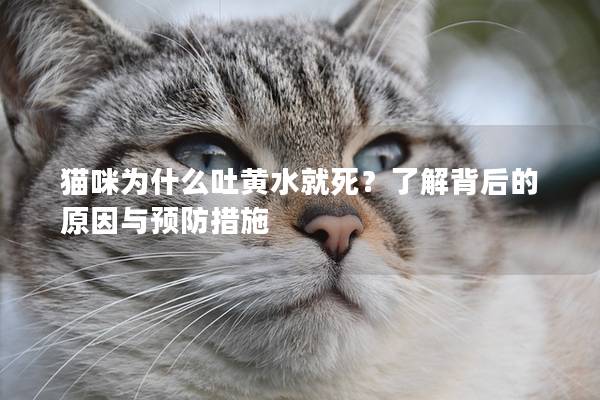 猫咪为什么吐黄水就死？了解背后的原因与预防措施