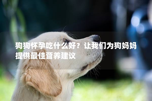 狗狗怀孕吃什么好？让我们为狗妈妈提供最佳营养建议