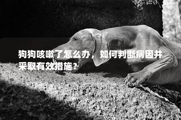 狗狗咳嗽了怎么办，如何判断病因并采取有效措施？