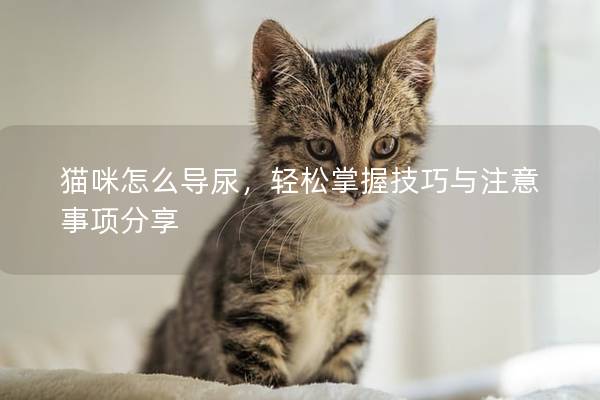 猫咪怎么导尿，轻松掌握技巧与注意事项分享
