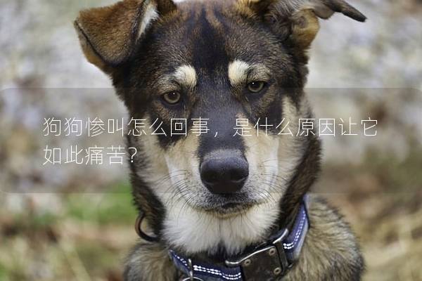 狗狗惨叫怎么回事，是什么原因让它如此痛苦？