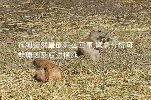 狗狗突然晕倒怎么回事,紧急分析可能原因及应对措施