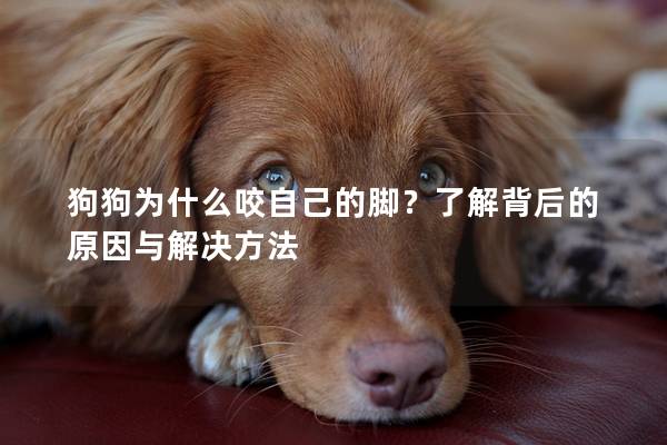 狗狗为什么咬自己的脚？了解背后的原因与解决方法