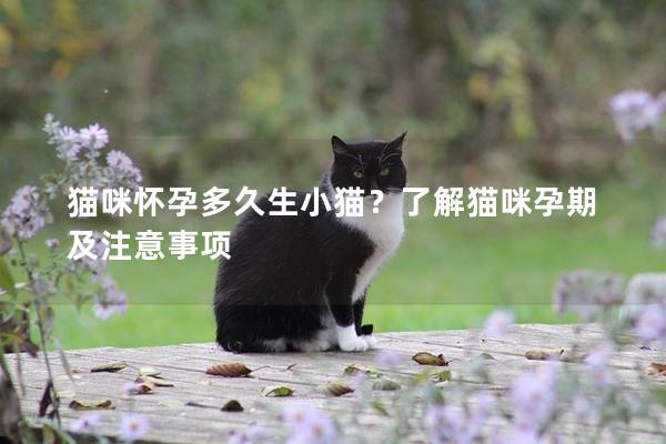 猫咪怀孕多久生小猫？了解猫咪孕期及注意事项
