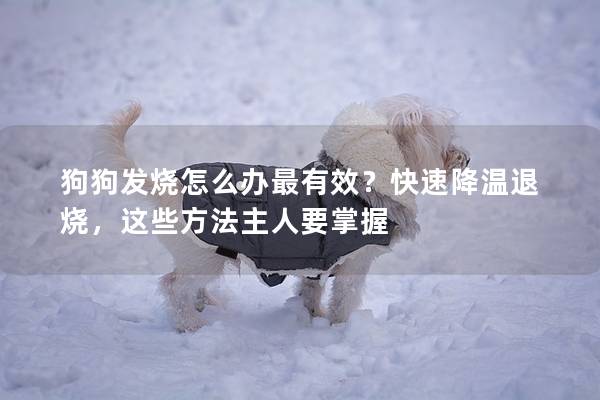 狗狗发烧怎么办最有效？快速降温退烧，这些方法主人要掌握