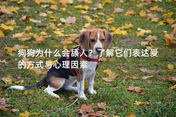 狗狗为什么会舔人？了解它们表达爱的方式与心理因素