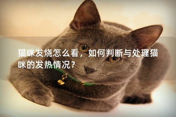 猫咪发烧怎么看，如何判断与处理猫咪的发热情况？
