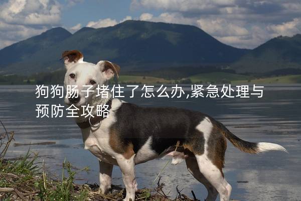 狗狗肠子堵住了怎么办,紧急处理与预防全攻略