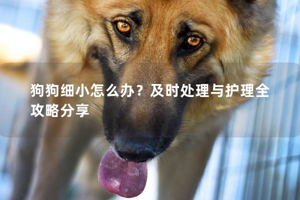 狗狗细小怎么办？及时处理与护理全攻略分享