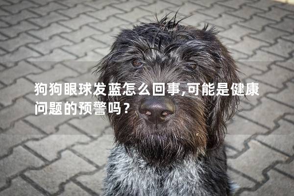 狗狗眼球发蓝怎么回事,可能是健康问题的预警吗？