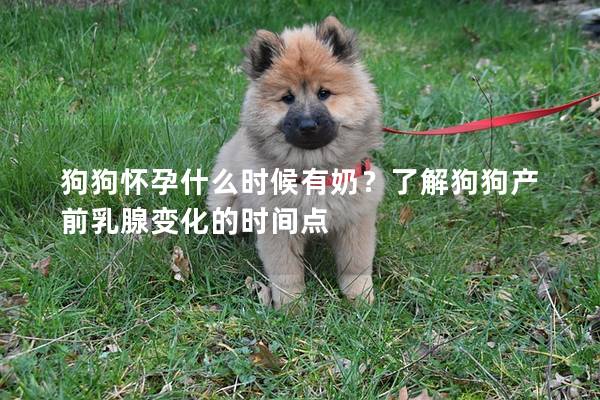狗狗怀孕什么时候有奶？了解狗狗产前乳腺变化的时间点