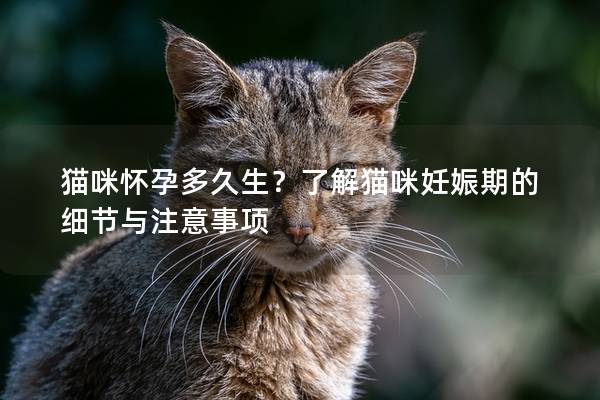 猫咪怀孕多久生？了解猫咪妊娠期的细节与注意事项