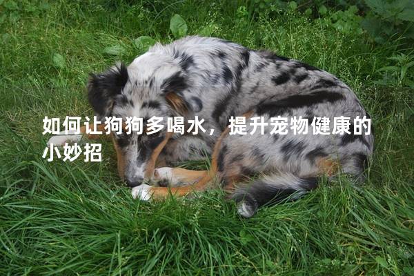如何让狗狗多喝水，提升宠物健康的小妙招