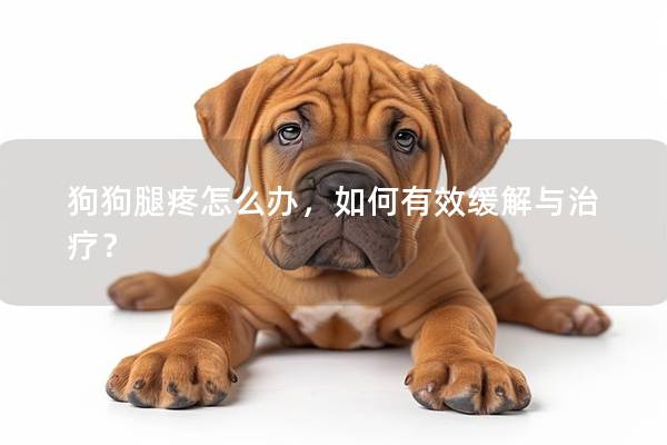 狗狗腿疼怎么办，如何有效缓解与治疗？
