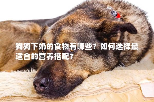 狗狗下奶的食物有哪些？如何选择最适合的营养搭配？
