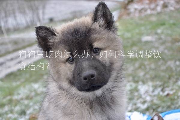 狗狗只吃肉怎么办，如何科学调整饮食结构？