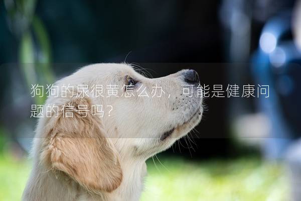 狗狗的尿很黄怎么办，可能是健康问题的信号吗？