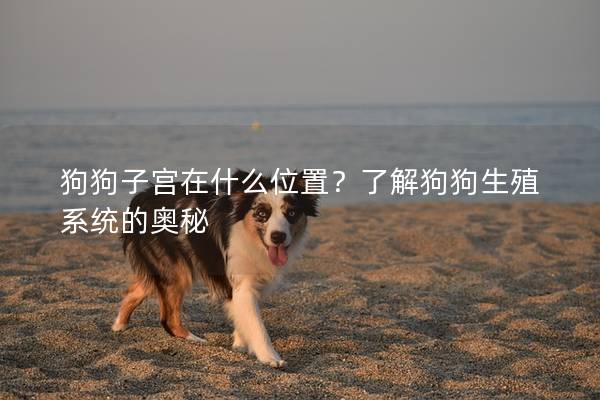 狗狗子宫在什么位置？了解狗狗生殖系统的奥秘