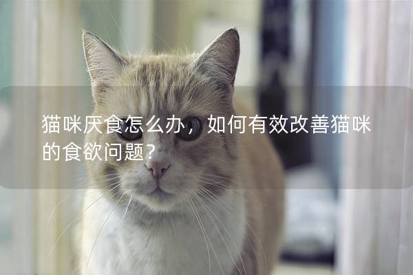猫咪厌食怎么办，如何有效改善猫咪的食欲问题？