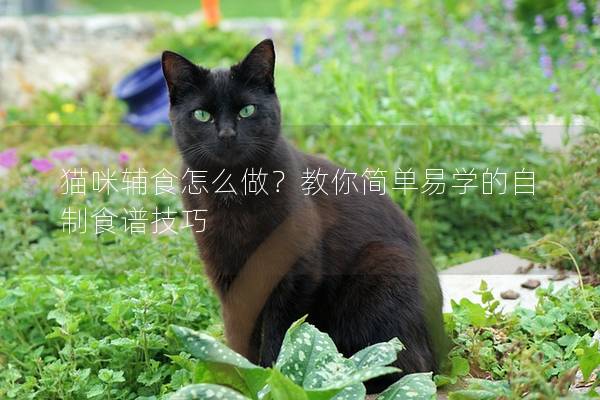 猫咪辅食怎么做？教你简单易学的自制食谱技巧