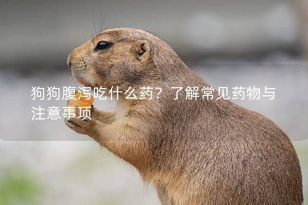 狗狗腹泻吃什么药？了解常见药物与注意事项