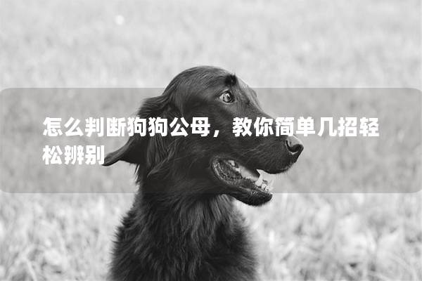 怎么判断狗狗公母，教你简单几招轻松辨别