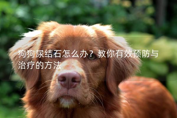 狗狗尿结石怎么办？教你有效预防与治疗的方法