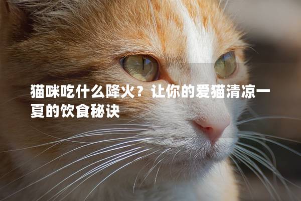 猫咪吃什么降火？让你的爱猫清凉一夏的饮食秘诀