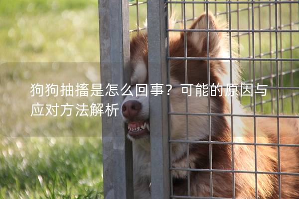 狗狗抽搐是怎么回事？可能的原因与应对方法解析