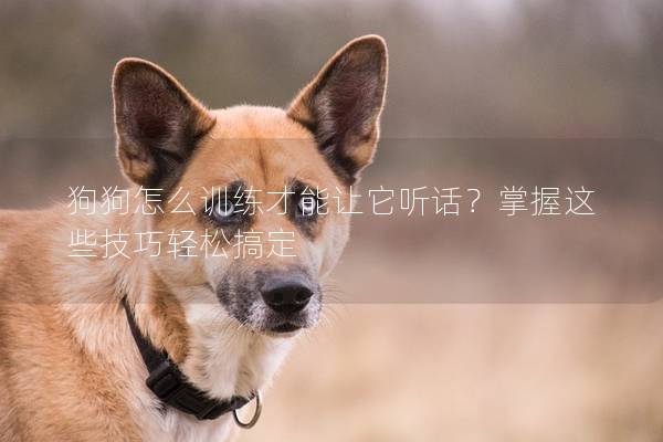 狗狗怎么训练才能让它听话？掌握这些技巧轻松搞定