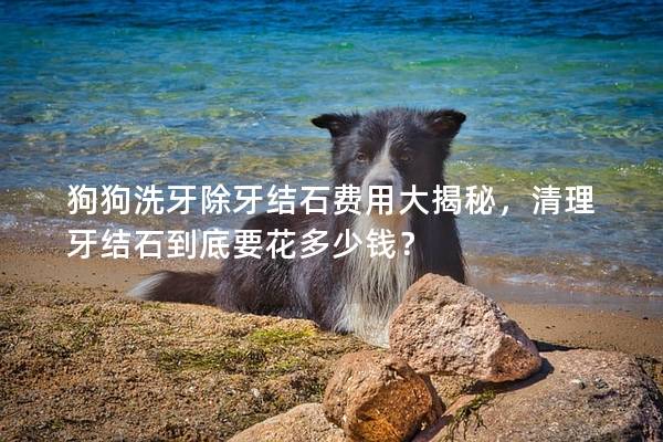 狗狗洗牙除牙结石费用大揭秘，清理牙结石到底要花多少钱？