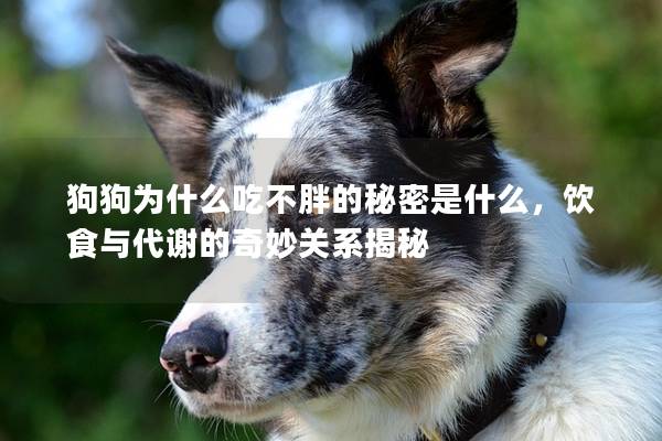 狗狗为什么吃不胖的秘密是什么，饮食与代谢的奇妙关系揭秘