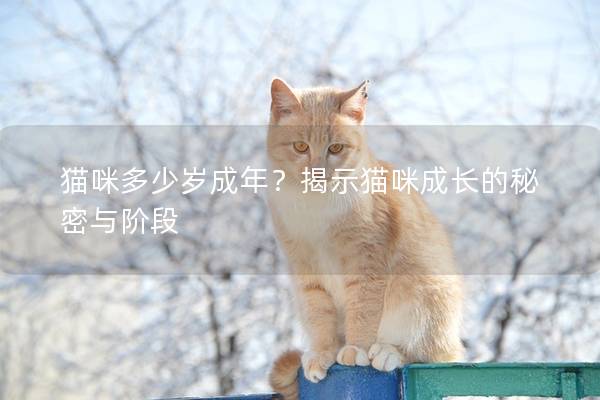 猫咪多少岁成年？揭示猫咪成长的秘密与阶段