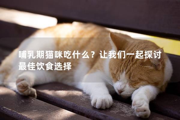 哺乳期猫咪吃什么？让我们一起探讨最佳饮食选择