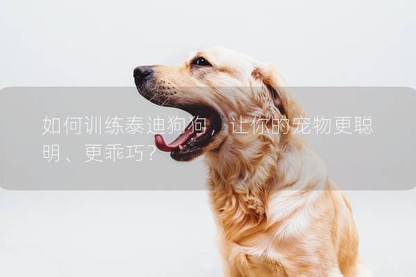 如何训练泰迪狗狗，让你的宠物更聪明、更乖巧？