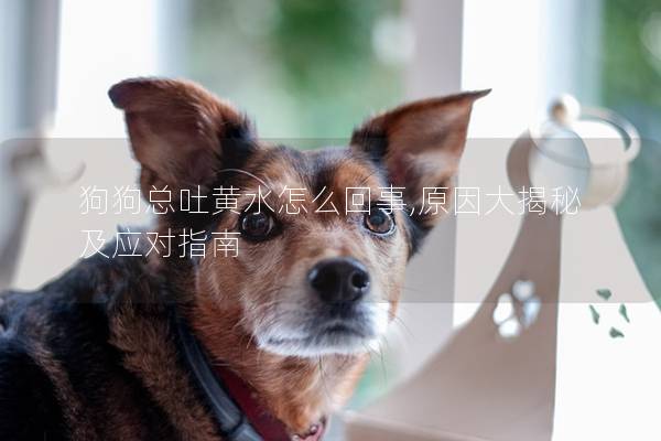 狗狗总吐黄水怎么回事,原因大揭秘及应对指南