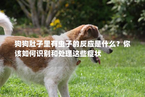 狗狗肚子里有虫子的反应是什么？你该如何识别和处理这些症状