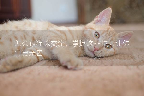 怎么跟猫咪交流，掌握这些技巧让你们更亲密