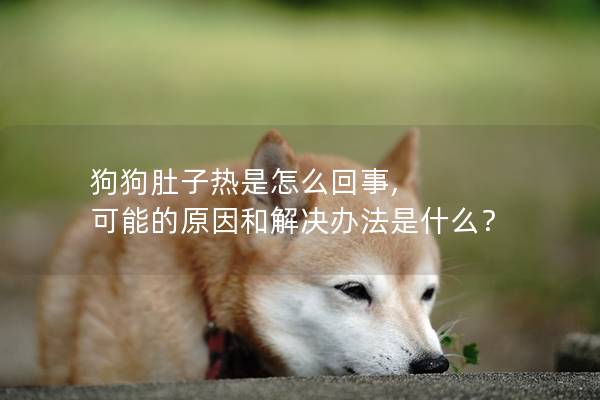 狗狗肚子热是怎么回事, 可能的原因和解决办法是什么？