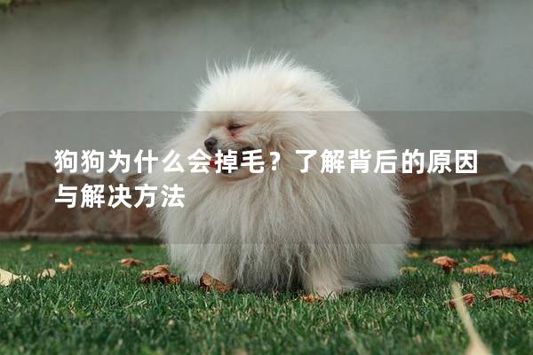 狗狗为什么会掉毛？了解背后的原因与解决方法