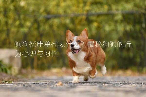 狗狗挠床单代表什么？揭秘狗狗的行为心理与习性