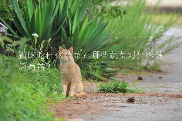 猫咪吃什么蔬菜？哪些蔬菜对猫咪健康有益？