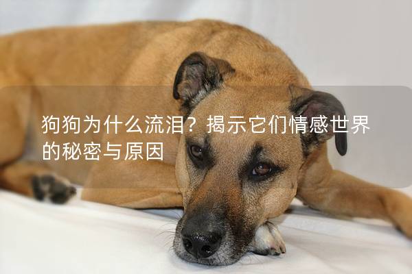 狗狗为什么流泪？揭示它们情感世界的秘密与原因